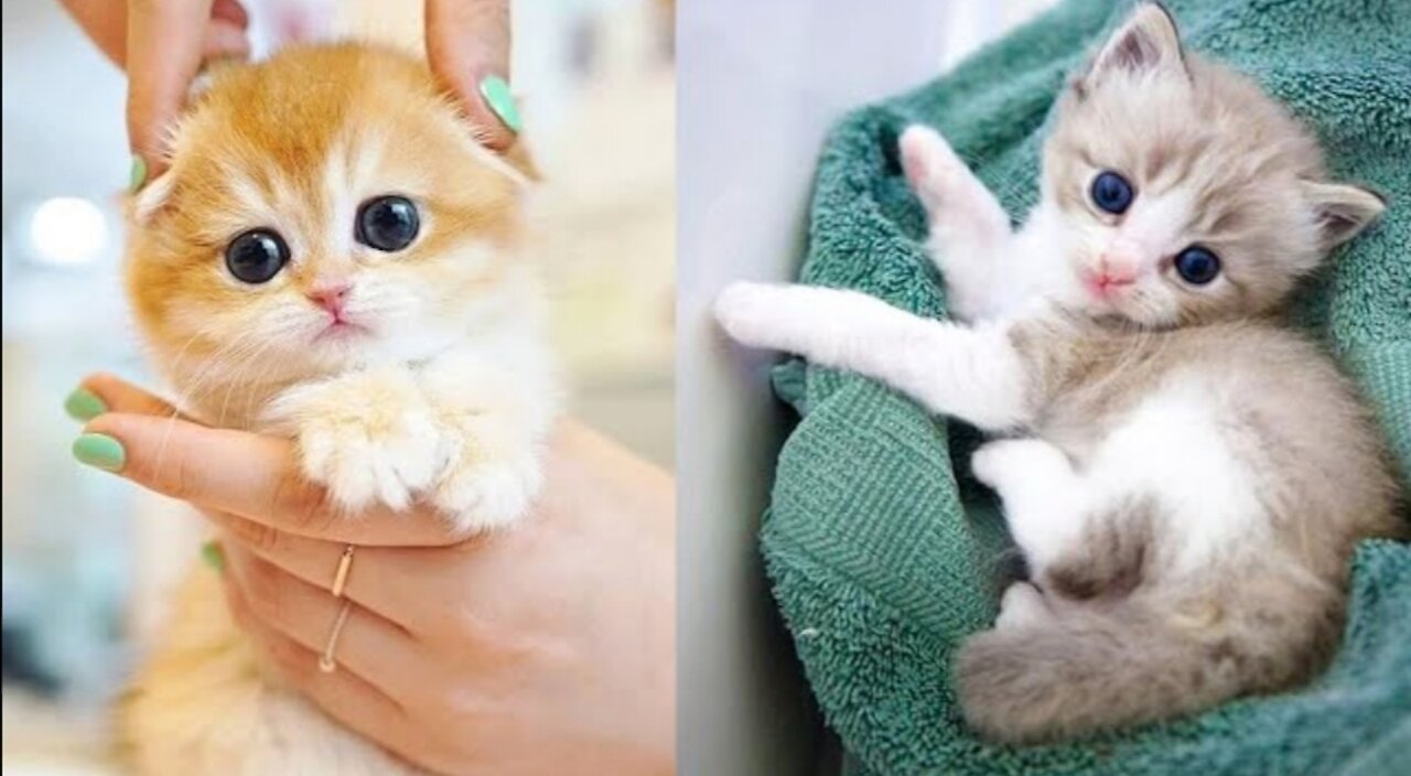Baby Cats | Cute and Funny😄😄Cat Videos #6 | #OfficialDeep13