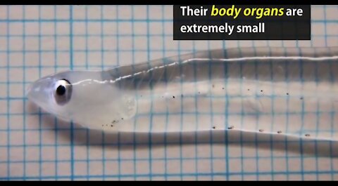 Transparent Fish (Oddity of the trawl fish)