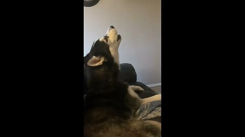 Full Moon #shorts #animals #cute #puppies #sea #monkey #world #funny #funnyvideo #truth