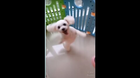 the funniest and smartest dogs /14