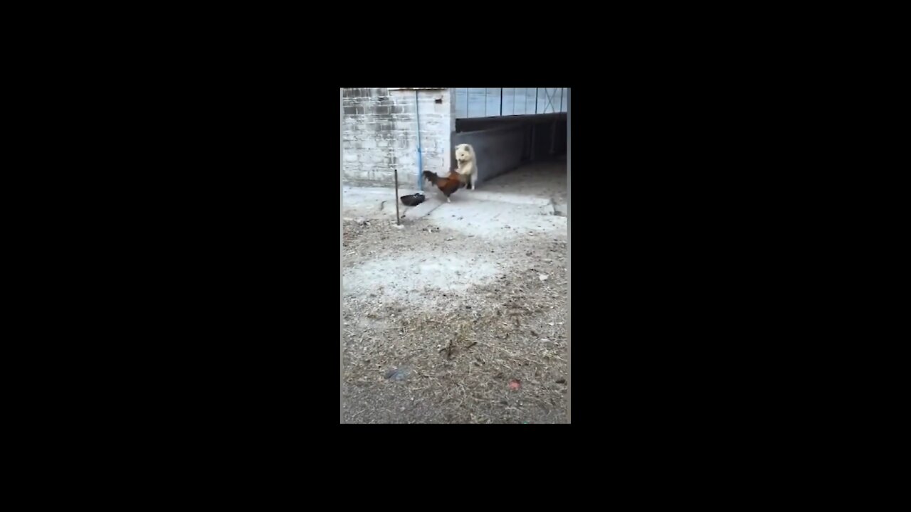 Funny dog vs hen video