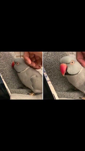 Sweet parrot tells his owner he loves her