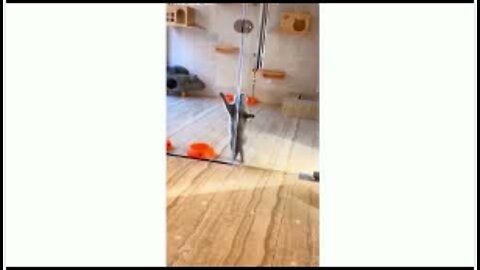 Cute Cats - Funny Cats | Cat Videos || Cat Dance || cat Walk