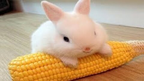 Funny and Cute Baby Bunny Rabbit Videos - Baby Animal Video Compilation