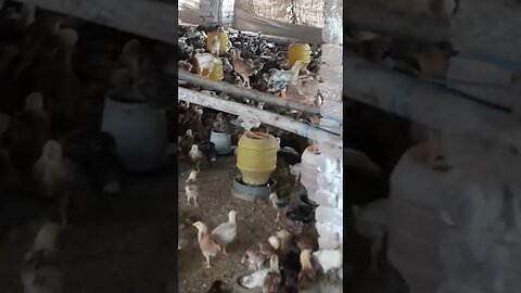 Kaabay Ki Ronaq #naat #viral #earnmoneyonline #net #trending #shorts