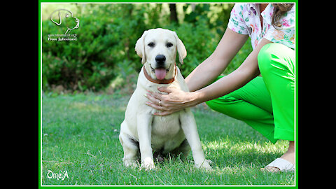 A labrador retriever puppy playing in the park
