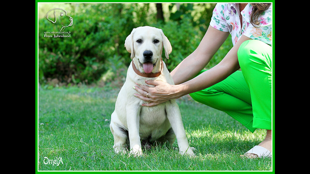 A labrador retriever puppy playing in the park