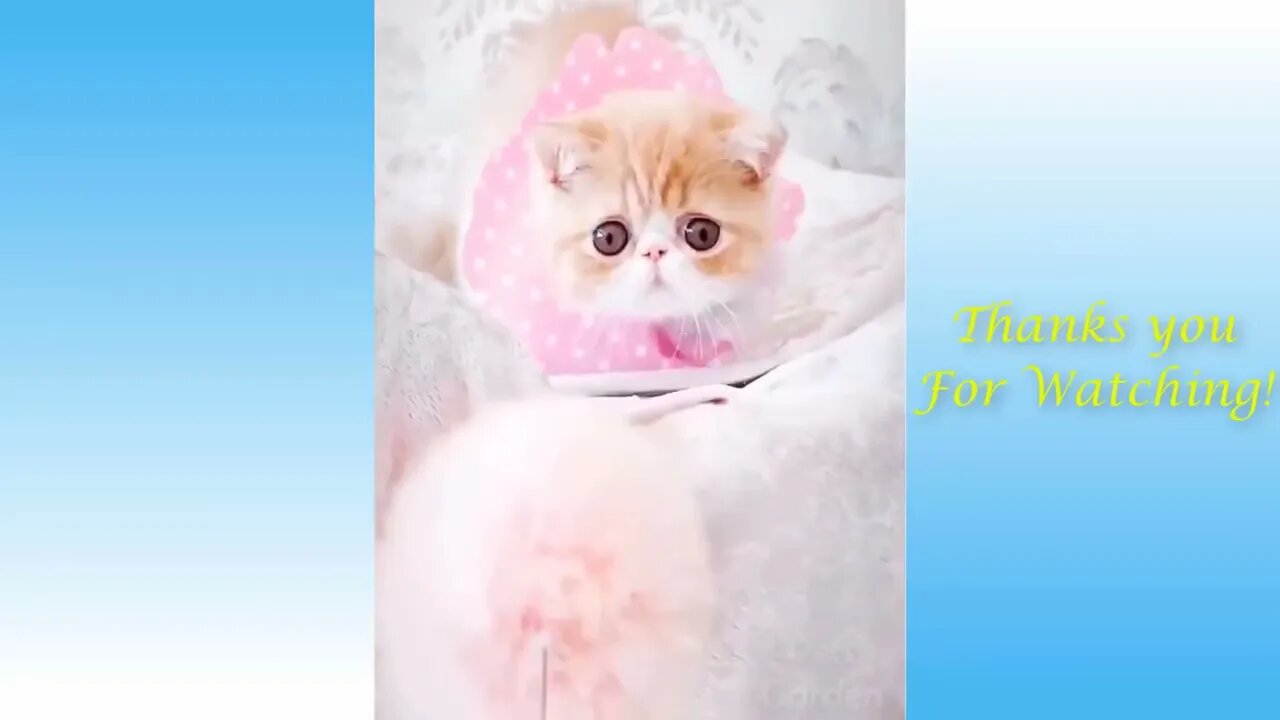Funny And Cute Cat'S Life
