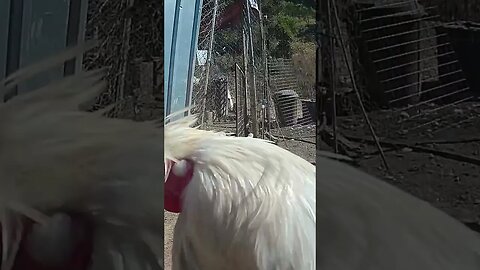 Farm surveillance. Oscar the rooster
