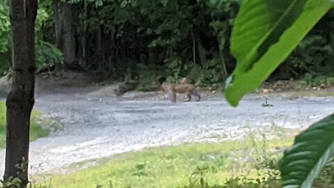 Southern NH Bobcat