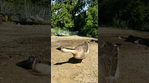 #goodmorning #farmlife #farmanimals #cuteanimals #homesteading #homesteadlife #farm #goose
