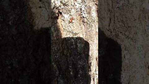 what the Hell is this bug?