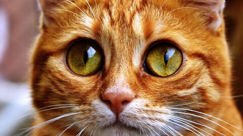 Funniest Animals Ever 😻- Awesome Funny Animals' Life Videos - Funniest Pets -FUNNY VIDEOS-😸