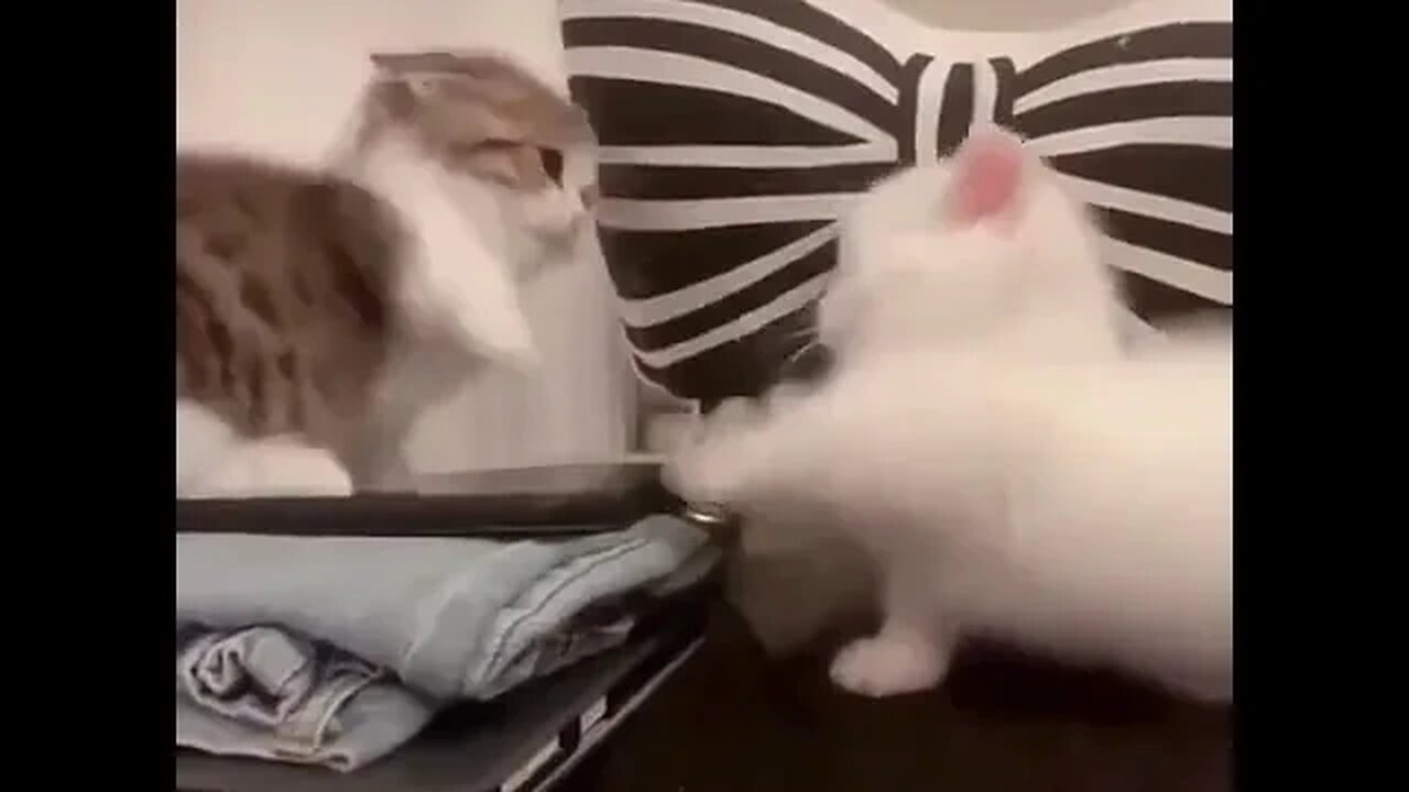 PLAYING CAT VIDEO MEAWWW