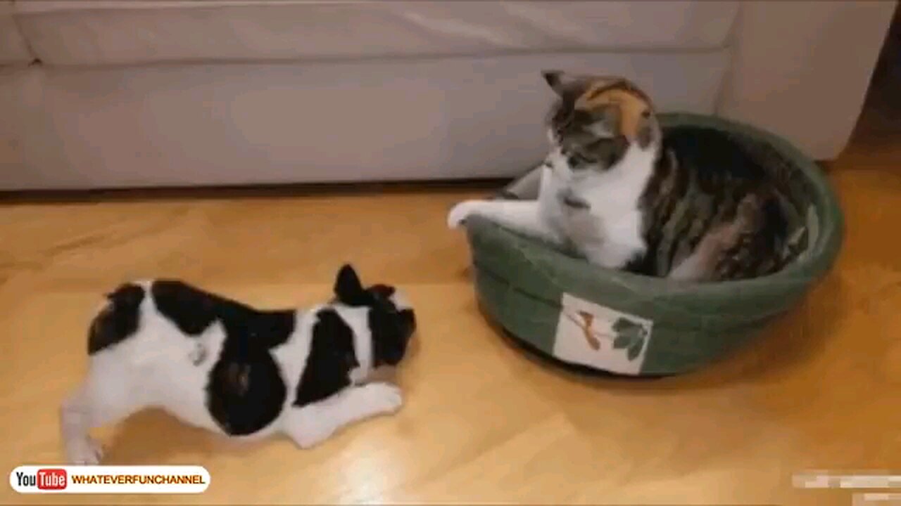 Short Funny Animals Vines 😺🐱😺 Funny Animals Compilation