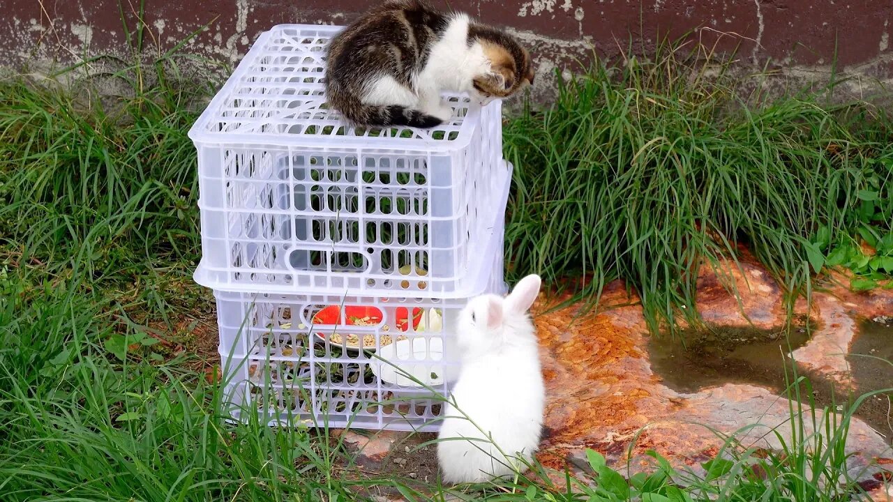 Маленький Кролик бегает и ищет Котёнка, который спрятался от кролика