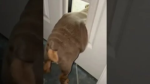 Funny Dog Stuck in Door #petvideos #funnyvideo #pet