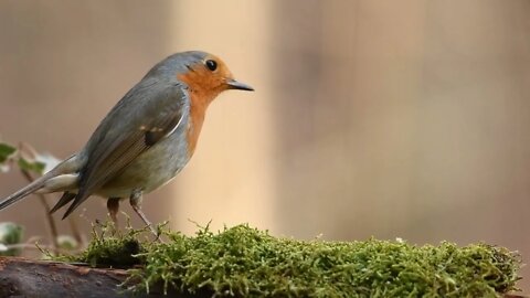 Beautiful Bird