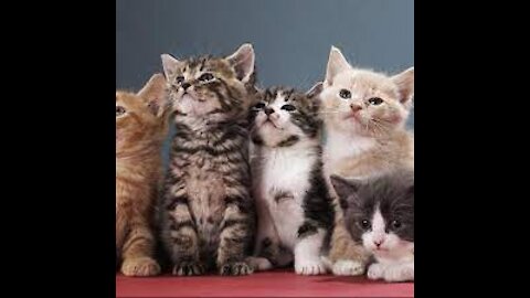 CAT LOVERS