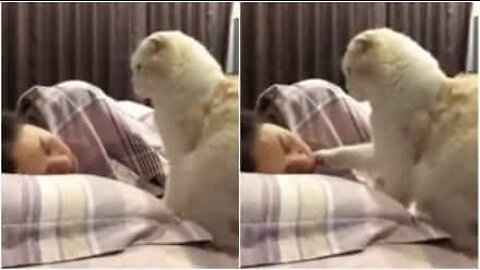 Sultne katter er en søt vekkerklokke!