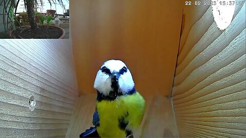 Blue Tit Male Tries to Coax Female Inside Bird Box
