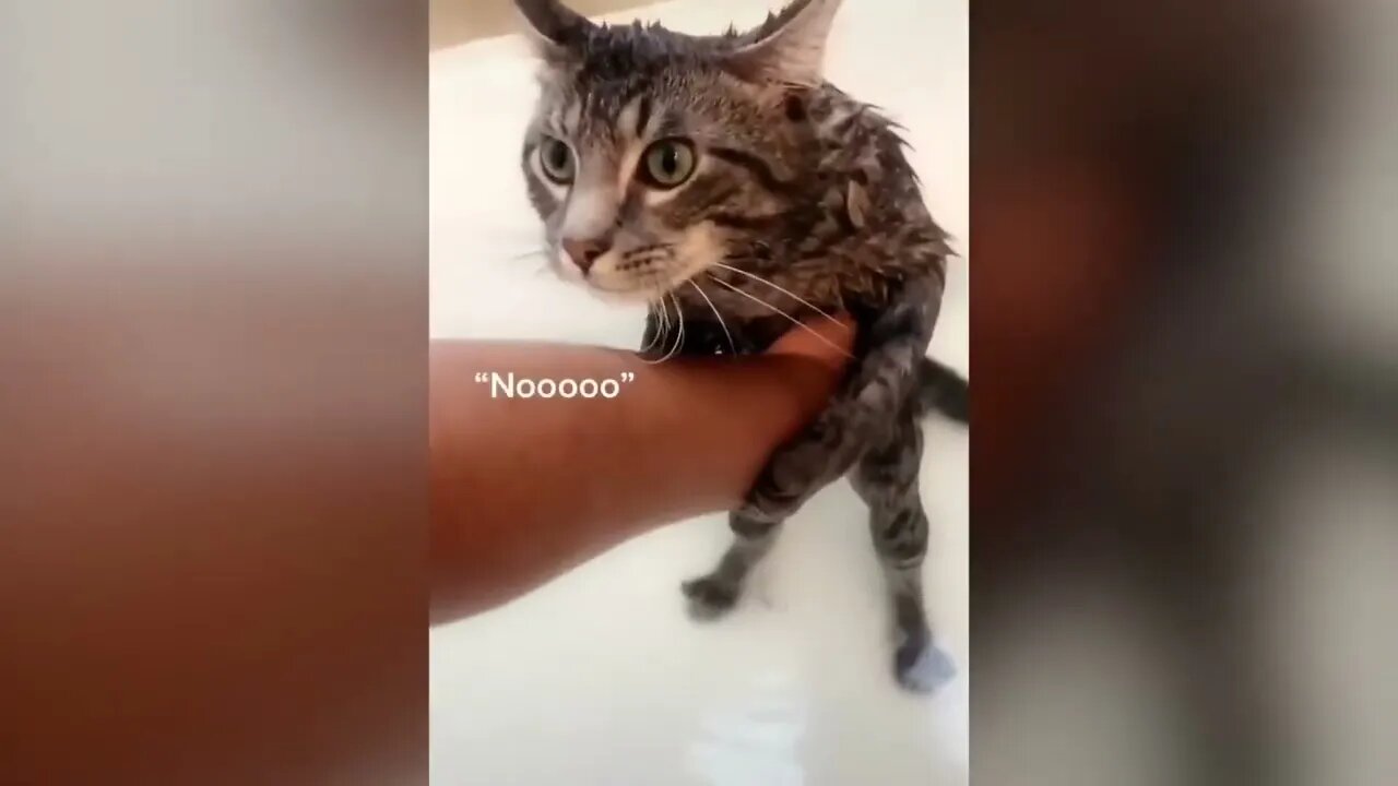 CATS TALKING | THESE ARE TALKING CATS 😂😂😂 CATS BEING SILLY