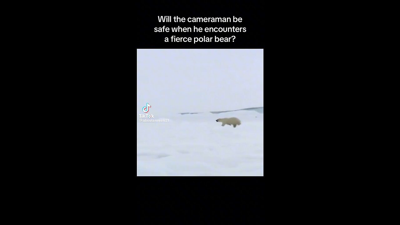 Encountering a Polar Bear | Animal Videos | Wild Animals