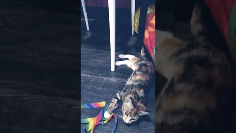 😸😸😸 Cats Cats Cats 😸😸😸 20 #shorts