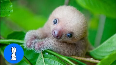 Baby Sloths Being Sloths - FUNNIEST Compilation