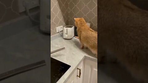 Funniest Animal #dogs #cats #viralshorts #funniest