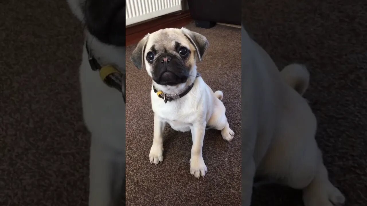 When the Husband Says No More Pets: It is Easy to Say Sorry...#shorts