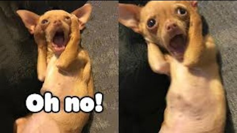 OMG So 😮😮 Funny Cute Puppies & Dog Videos #8