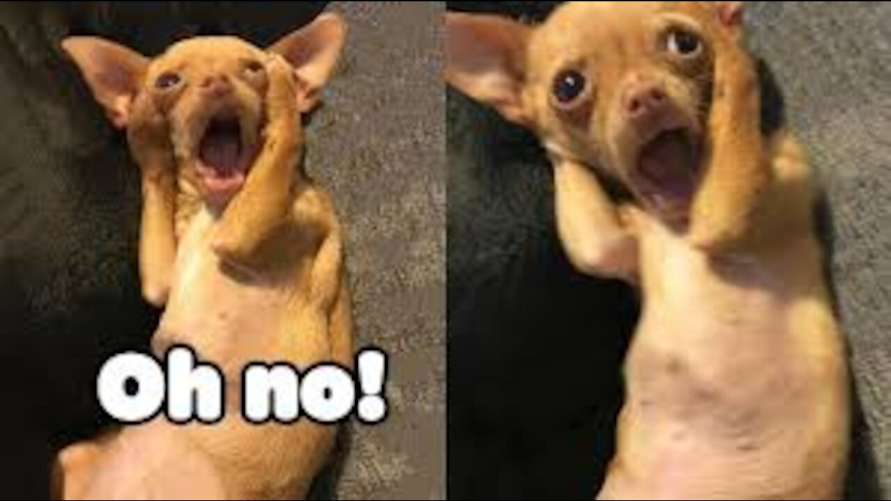 OMG So 😮😮 Funny Cute Puppies & Dog Videos #8