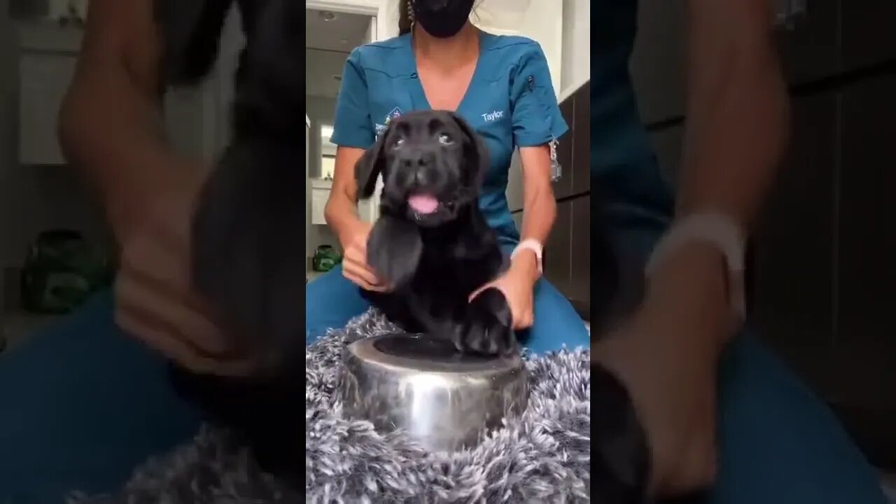 World renown Drumming Shaman , # short