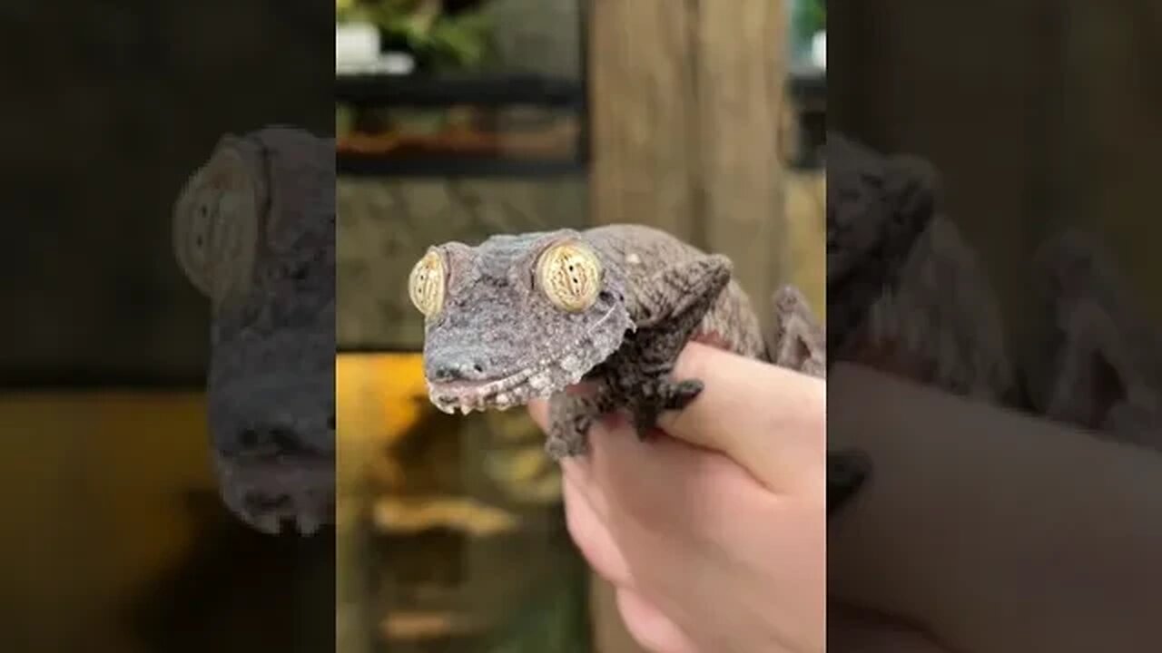 So alien looking the common flat tailed gecko 👽
