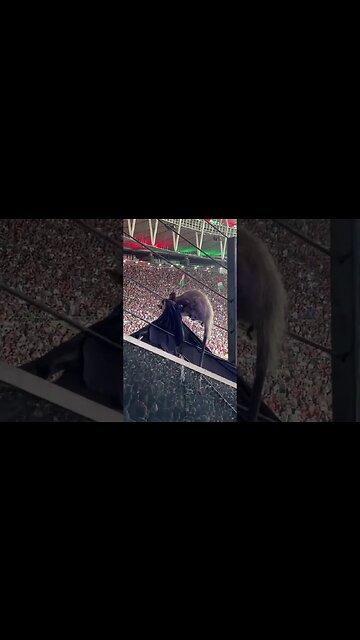 Gambá durante FlaFlu no Maracanã 2023