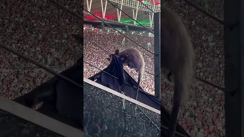 Gambá durante FlaFlu no Maracanã 2023