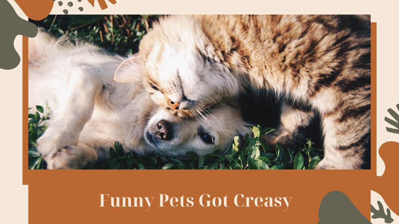 Funny Pets Got Creasy