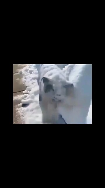 Here comes the snow plow…😏😂🐶❄️ #shorts #clips #shortsfeed #shortvideo