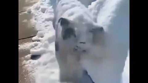 Here comes the snow plow…😏😂🐶❄️ #shorts #clips #shortsfeed #shortvideo