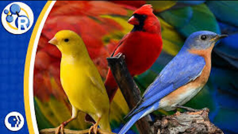 Beautiful bird colors