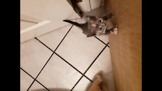 Kitties making a break for it almost