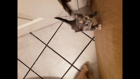 Kitties making a break for it almost
