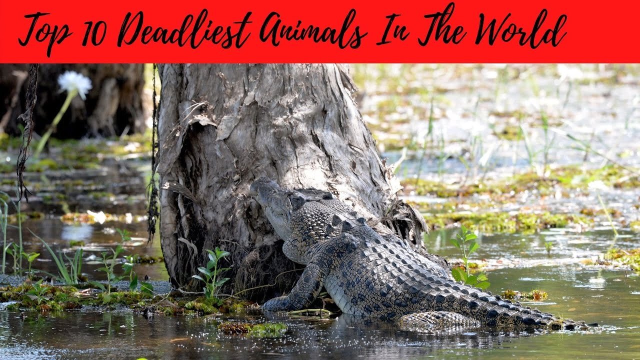 Top 10 Deadliest Animals In The World
