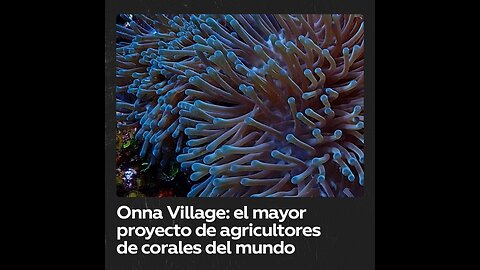 Así es el proyecto japonés de restauración de corales de Onna Village