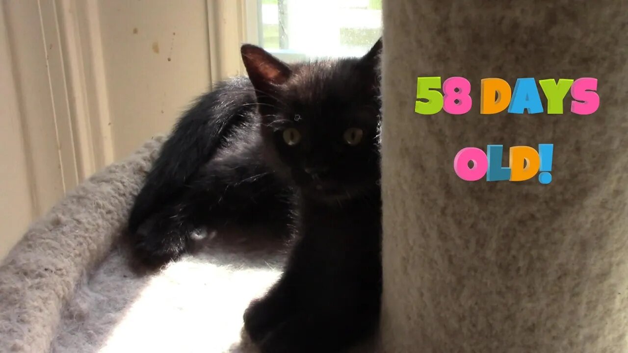 Misha's Kittens Are 58 Days Old! 😻
