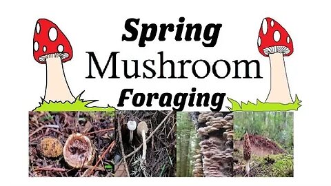 Spring Mushroom Foraging- Identifying Wild Mushrooms in Spring!