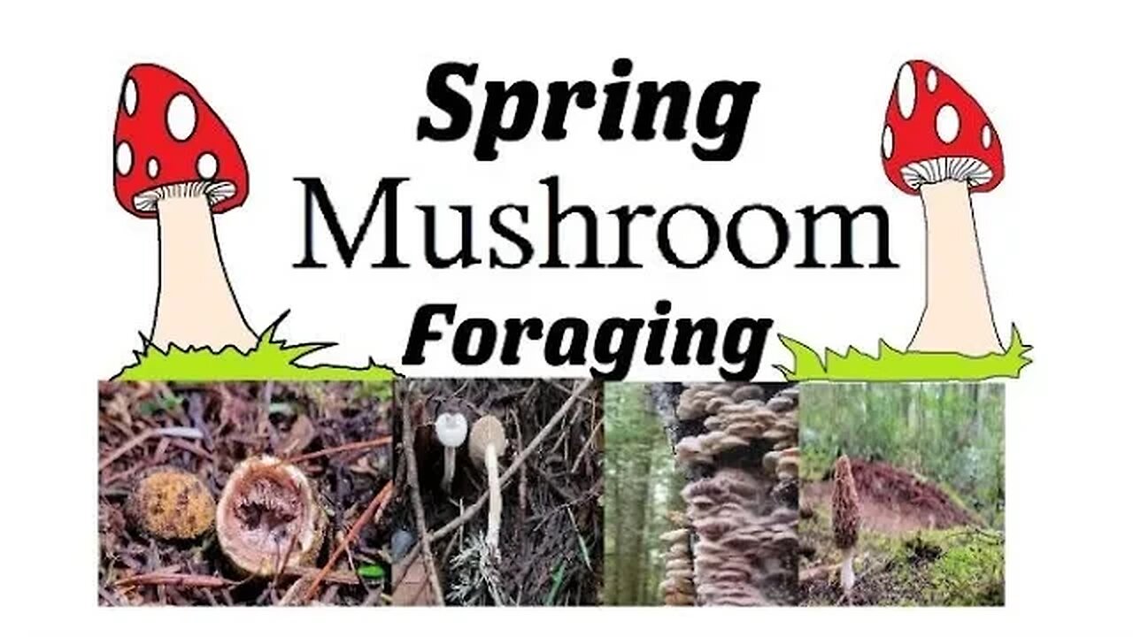 Spring Mushroom Foraging- Identifying Wild Mushrooms in Spring!