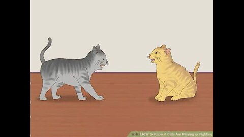 How to know if cats are playing or fighting
