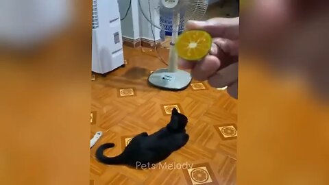 A funny and cute animals video 😊😊🤣🤣🤣
